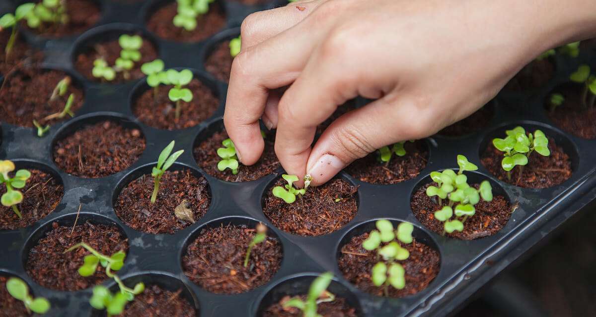 plant-growth-about-us