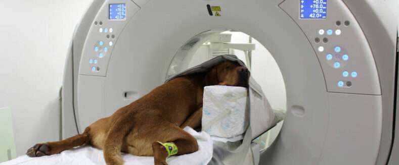 imaging-service-veterinary.jpg