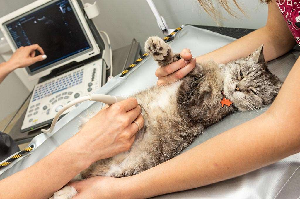 ultrasound-equipment-veterinary.jpg